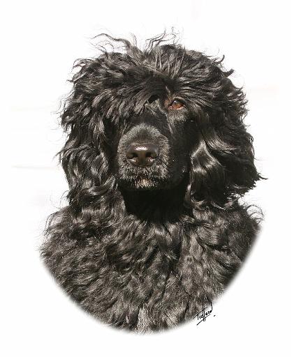 Portuguese Water Dog 9Y522D-037.jpg